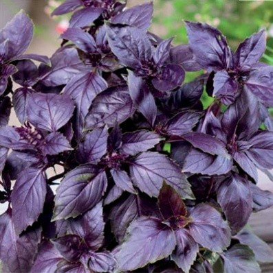 Purple basil: benefits and harms