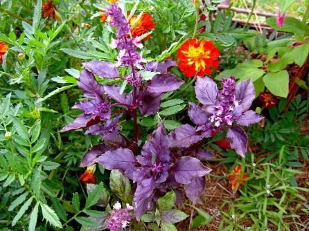 Purple basil: benefits and harms