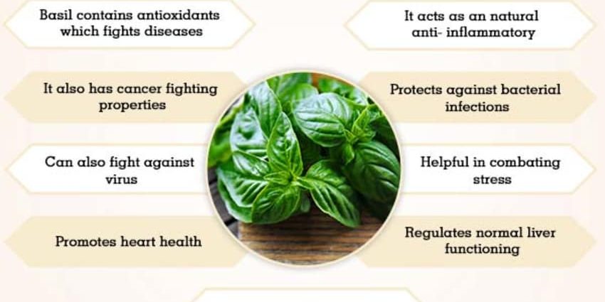 Purple basil: benefits and harms