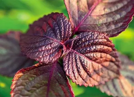 Purple basil: benefits and harms