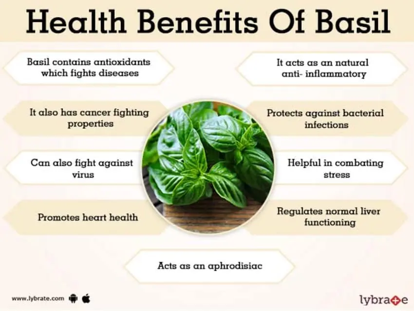 Purple basil: benefits and harms