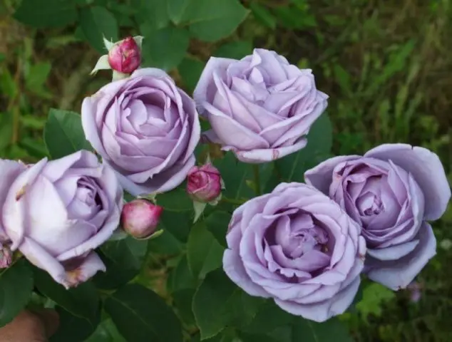 Purple climbing rose Indigoletta (Indigoletta): planting and care, photo