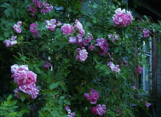 Purple climbing rose Indigoletta (Indigoletta): planting and care, photo