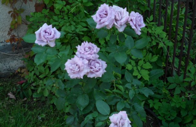 Purple climbing rose Indigoletta (Indigoletta): planting and care, photo