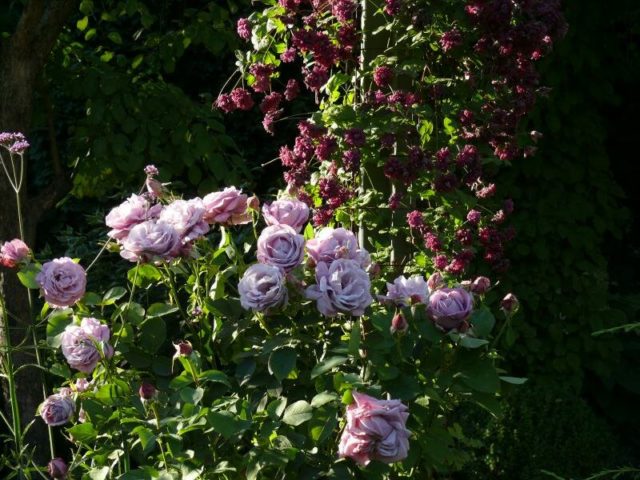 Purple climbing rose Indigoletta (Indigoletta): planting and care, photo