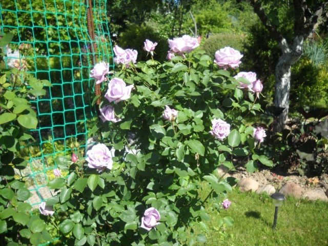 Purple climbing rose Indigoletta (Indigoletta): planting and care, photo