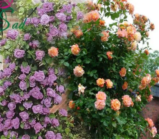 Purple climbing rose Indigoletta (Indigoletta): planting and care, photo