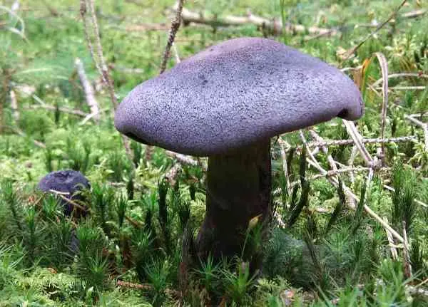 Purple cobweb (Cortinarius violaceus) photo and description