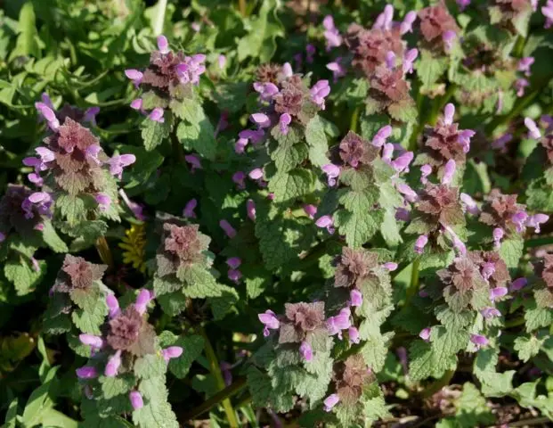 Purple lamb: medicinal properties, description of the plant