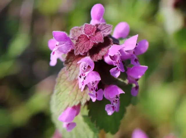 Purple lamb: medicinal properties, description of the plant