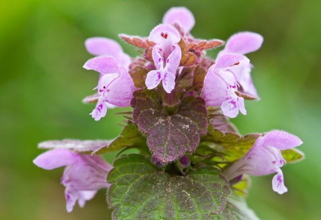 Purple lamb: medicinal properties, description of the plant