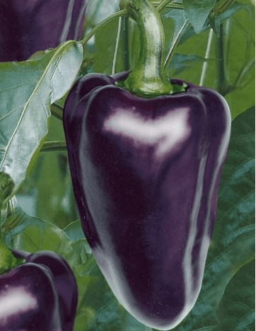 purple pepper varieties