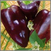 purple pepper varieties