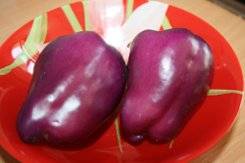 purple pepper varieties