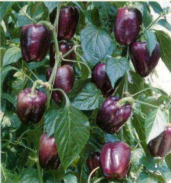 purple pepper varieties