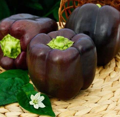 purple pepper varieties