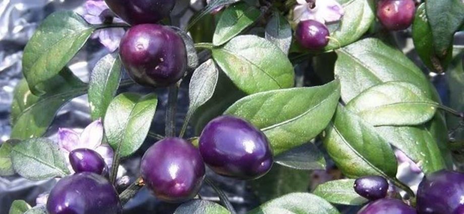 purple pepper varieties