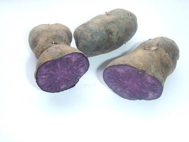 Purple potatoes: description of varieties, characteristics, photos, reviews, taste