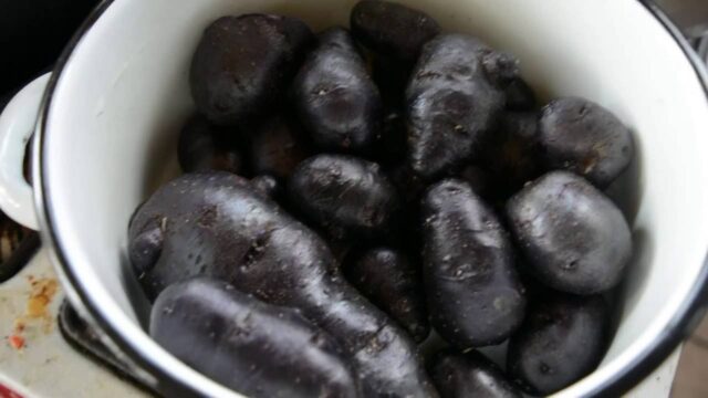 Purple potatoes: description of varieties, characteristics, photos, reviews, taste