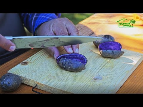 Purple potatoes: description of varieties, characteristics, photos, reviews, taste