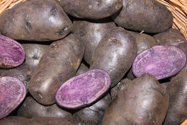 Purple potatoes: description of varieties, characteristics, photos, reviews, taste