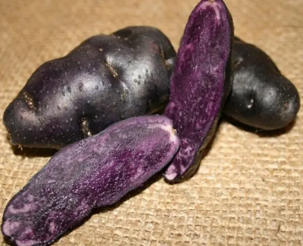 Purple potatoes: description of varieties, characteristics, photos, reviews, taste