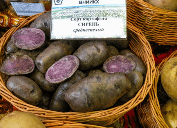 Purple potatoes: description of varieties, characteristics, photos, reviews, taste