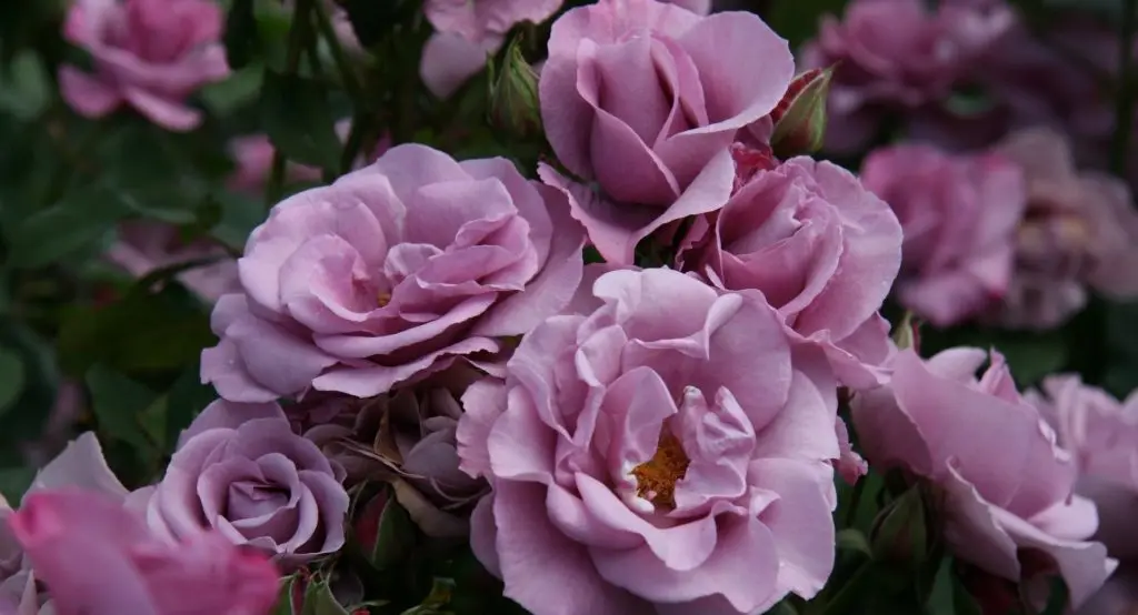 Purple roses are the most beautiful and popular hybrids.