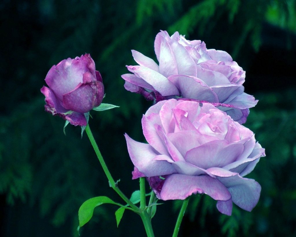 Purple roses are the most beautiful and popular hybrids.