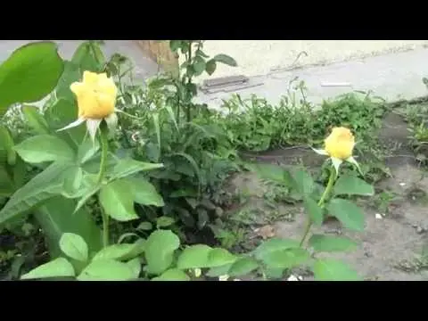 Purple roses are the most beautiful and popular hybrids.