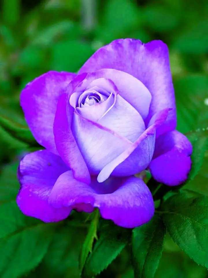 Purple roses are the most beautiful and popular hybrids.