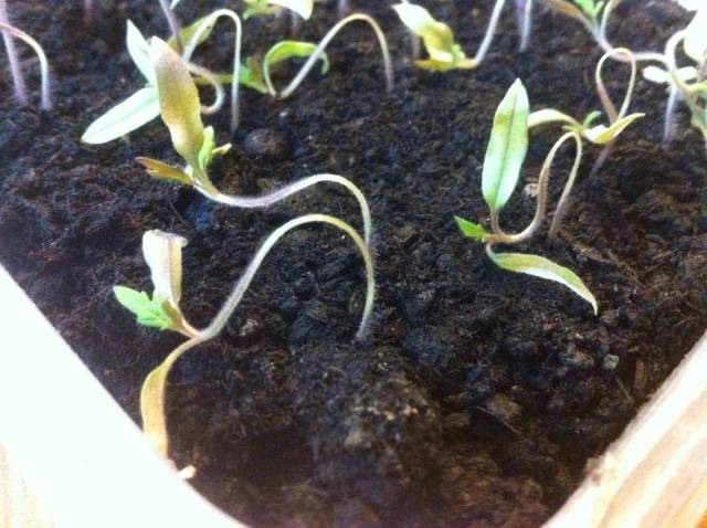 purple tomato seedling