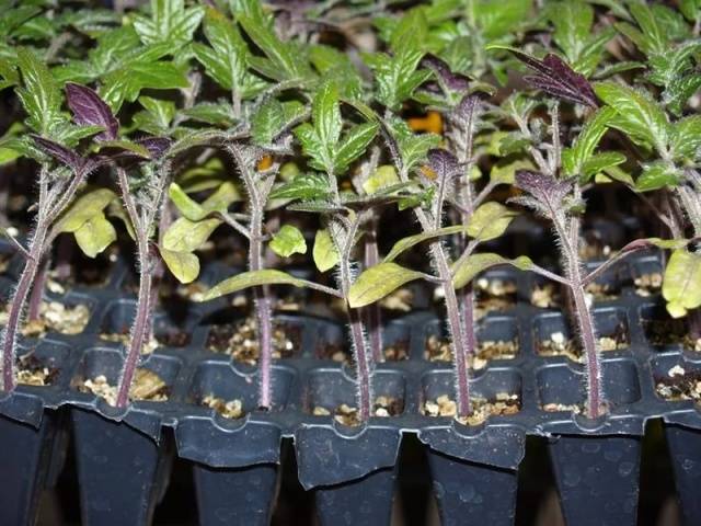 purple tomato seedling