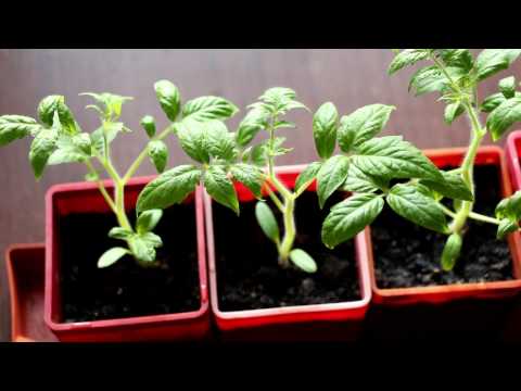 purple tomato seedling