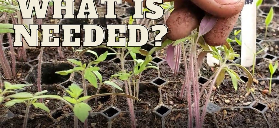 purple tomato seedling