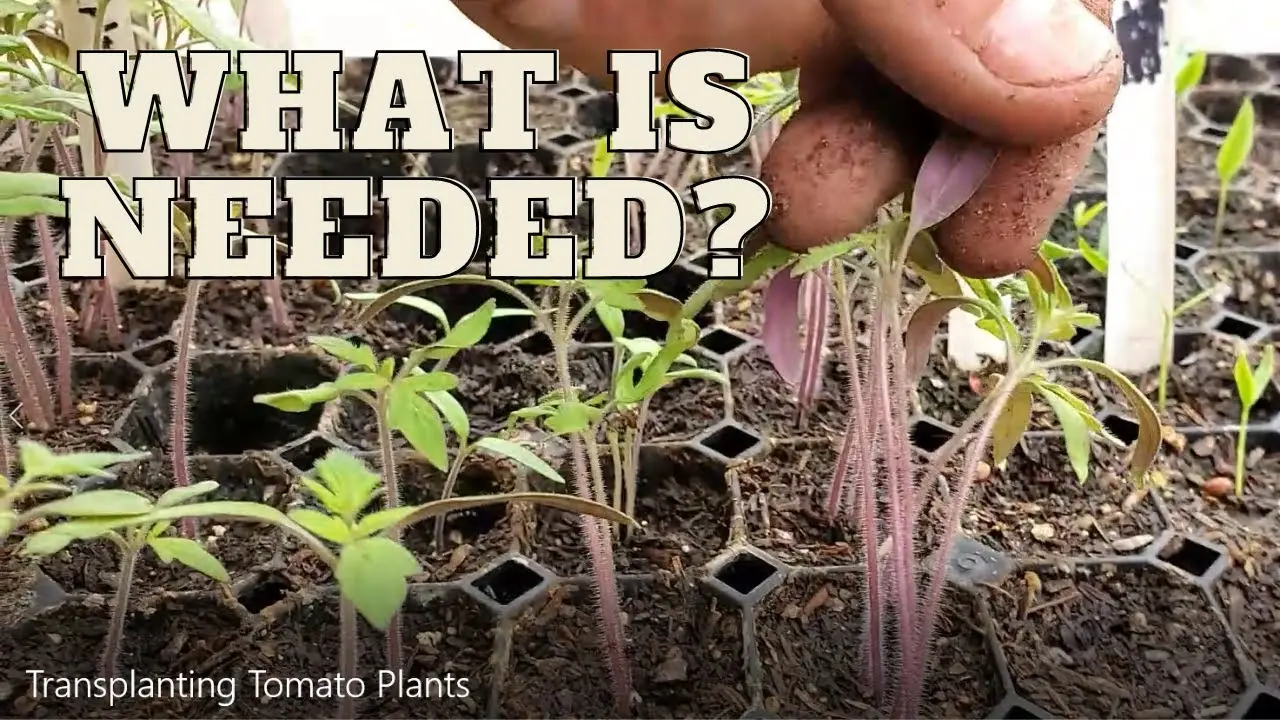 purple tomato seedling