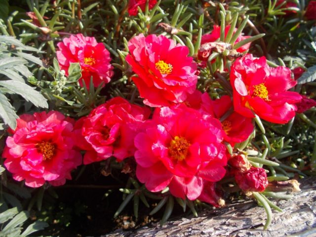 Purslane: growing from seed, when planted in seedlings