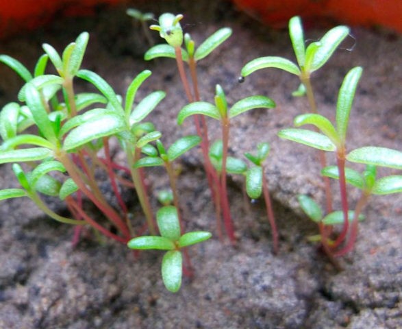 Purslane: growing from seed, when planted in seedlings