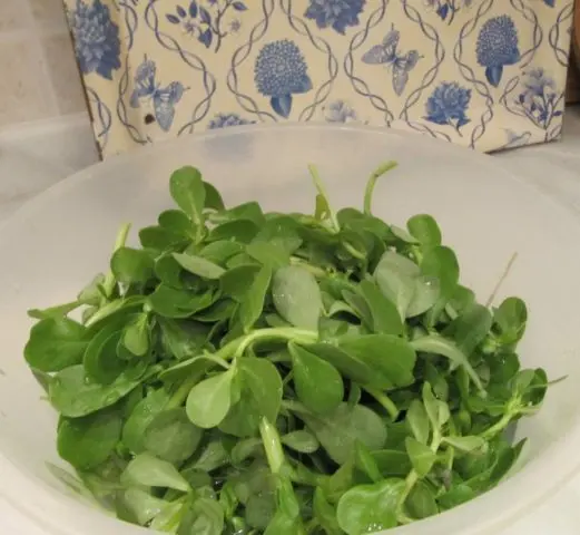 Purslane: how to cook, how to eat