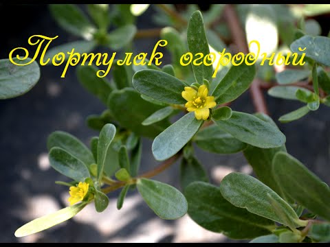 Purslane weed: how to fight in the garden