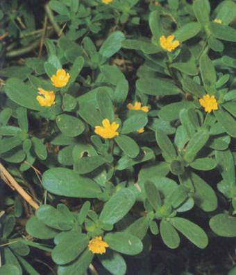 Purslane weed: how to fight in the garden