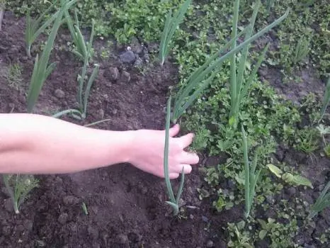 Purslane weed: how to fight in the garden