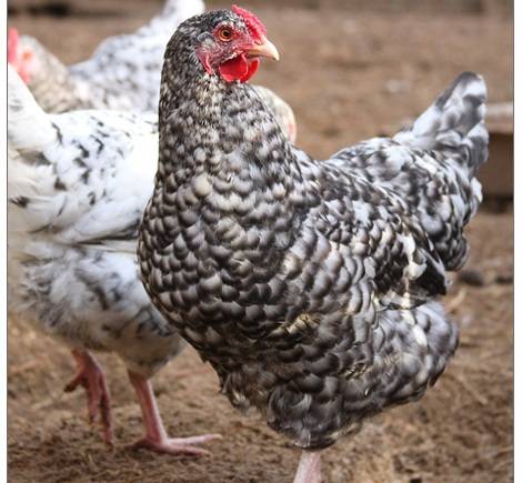 Pushkin breed of chickens 