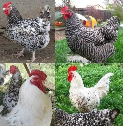 Pushkin breed of chickens 