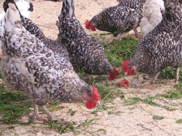 Pushkin breed of chickens 