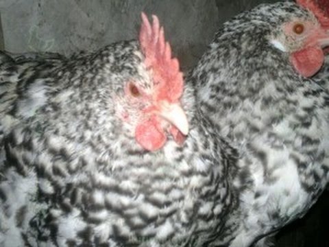 Pushkin breed of chickens 