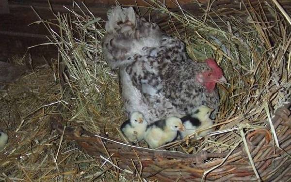 Pushkin breed of chickens 