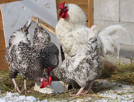 Pushkin breed of chickens 