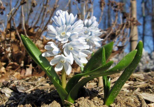 Pushkinia flower: photo, planting and care, varieties, flowering, when to plant