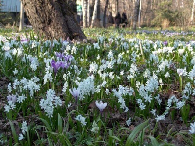 Pushkinia flower: photo, planting and care, varieties, flowering, when to plant